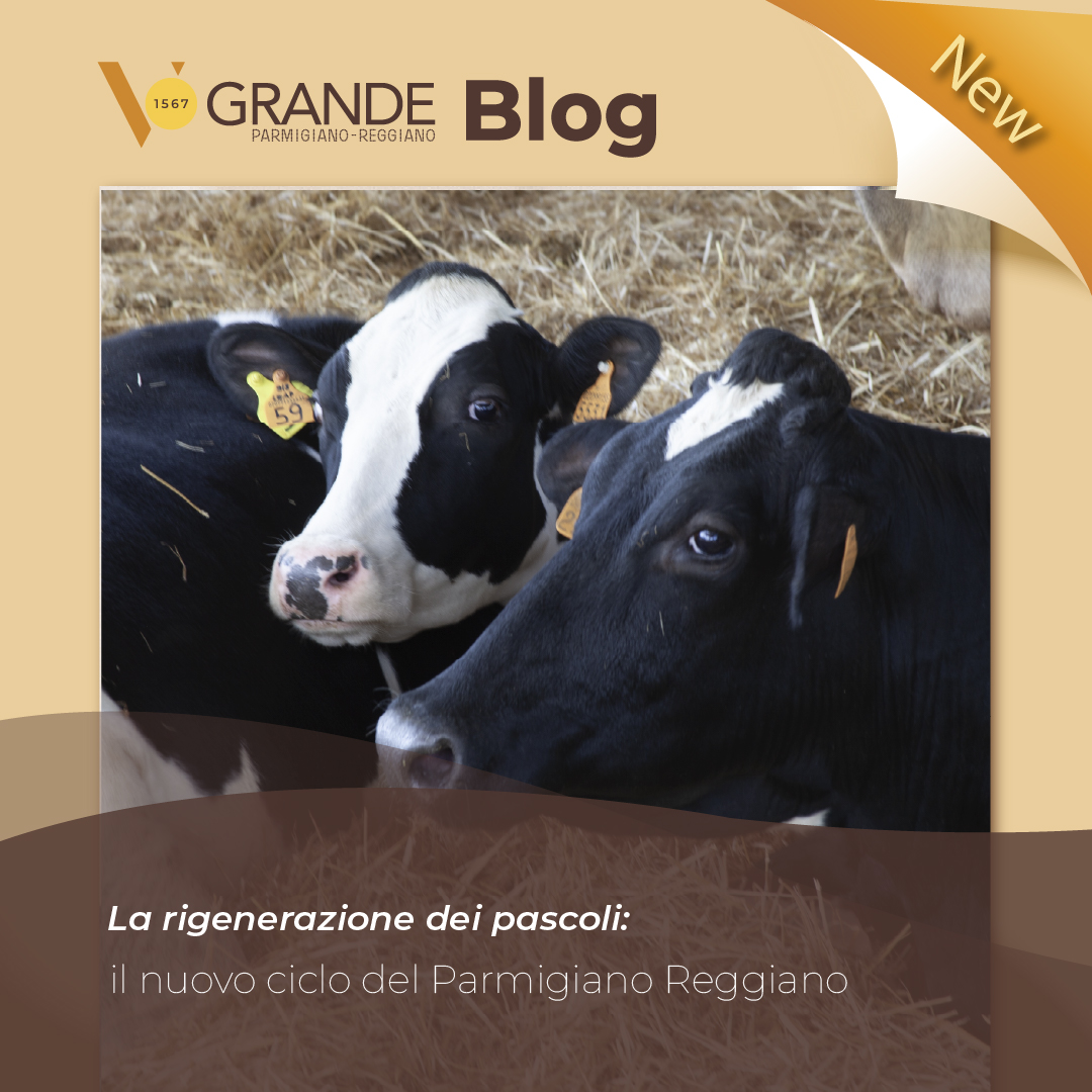 Parmigiano Reggiano.jpg