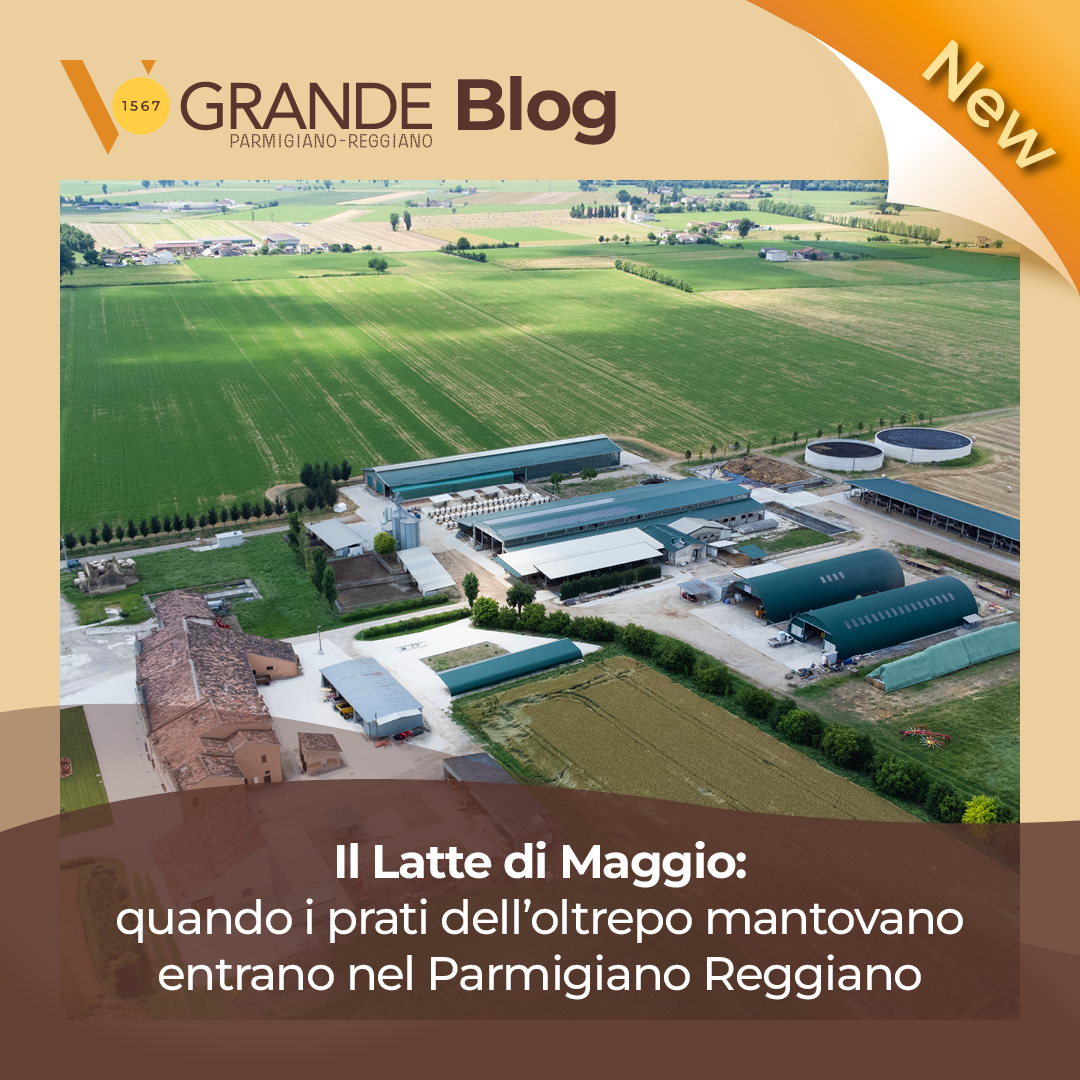Parmigiano Reggiano.jpg